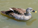 Indian Spot-Billed Duck (WWT Slimbridge June 2009) - pic by Nigel Key